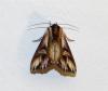 Actinotia polyodon